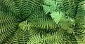 Fern - 89kb