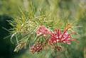 Grevillea - 37kb