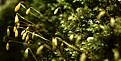 Moss - 53kb