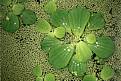 Water Lily - 77kb